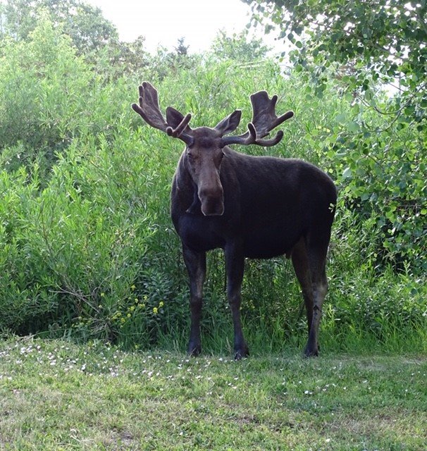 Park City Moose - Photo by Craig Reece